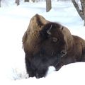 Bison des plaines