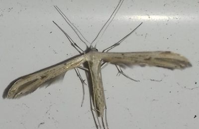 Le Ptérophore commun (Emmelina monodactyla)
