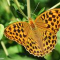 Un grand papillon à la couleur flamboyante...