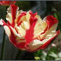 Une de mes tulipes...bien colorée.....