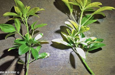 Bouturer en fin d'été un oranger du Mexique