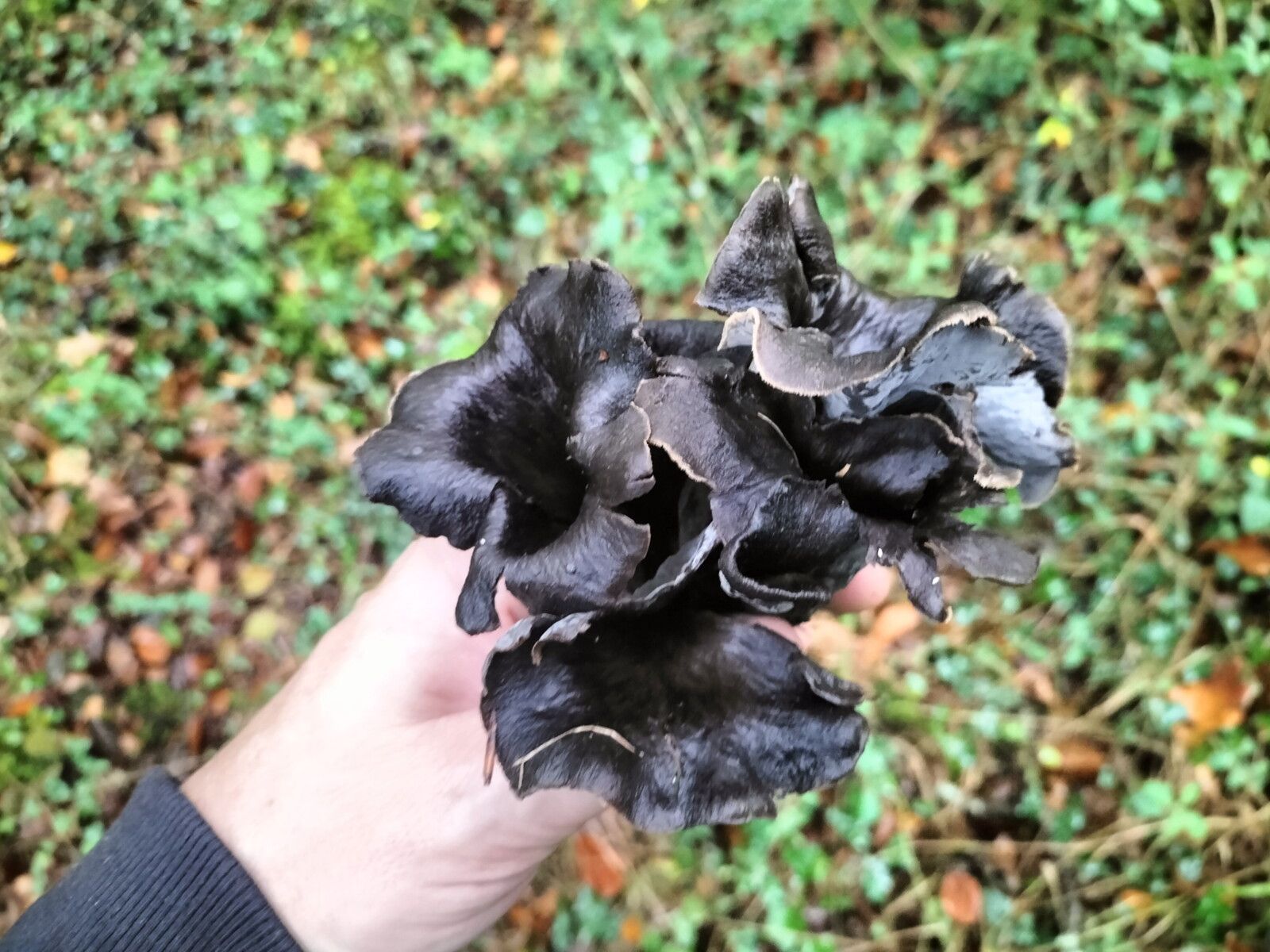 Navarrenx, dans les bois, bouquet de trompettes de l amort (64)