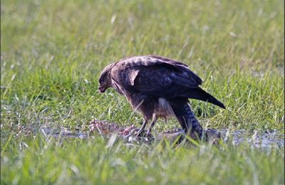 Repas du rapace