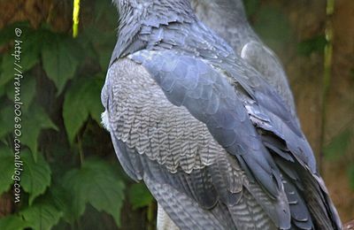 Buse aguia * Black chested buzzard eagle