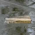 Jeu de glace