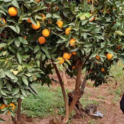 Confiture d'oranges du jardin ce vendredi 19 au temps d'accueil à Ourika Tadamoune