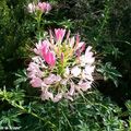 Les cléomes, des fleurs au graphisme remarquable