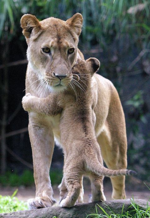 lion love.