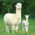 CRIA D'Isolda Teague