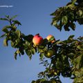 Pomme d'automne