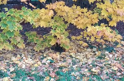 LES FEUILLES DES ARBRES...