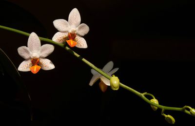 Phalaenopsis Mini-Mark