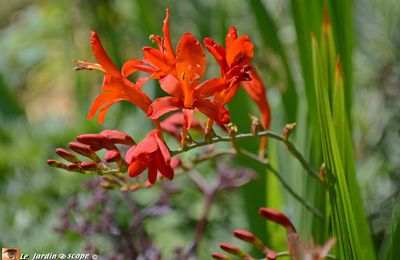 Sa floraison flamboyante ne passe pas inaperçue en été !