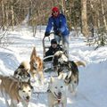 Petite sortie en chiens de traîneau