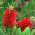 La plante du jour -> le CALLISTEMON