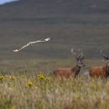 Hiboux et cerfs sur la lande, North-Uist, Hébrides