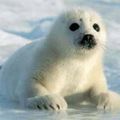 Les bébés phoques meurent de froid