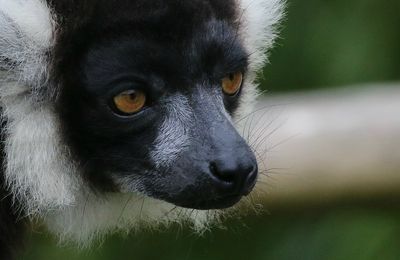 PRIMATES - MAKI Vari - Varecia Variegata