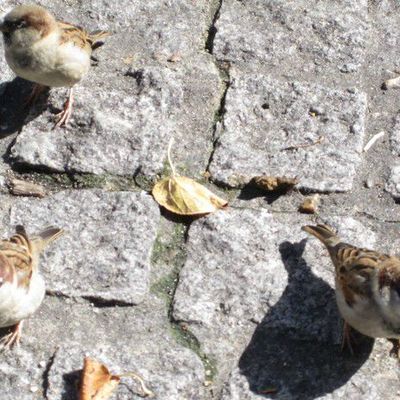 fin de la troisième semaine : 15ème jour