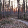 La forêt de Soigne 2( à suivre ) 