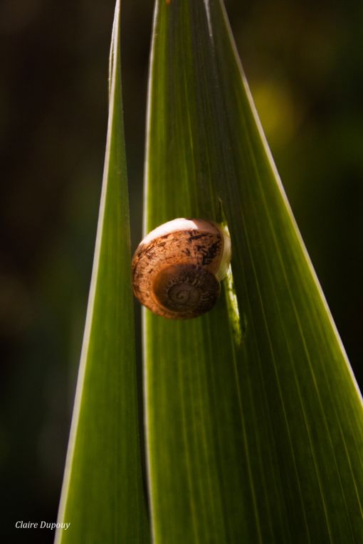 Escargot et Thécla de la Ronce