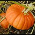 La ronde des citrouilles...