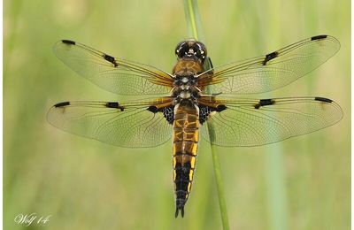 Libellule à quatre taches : Libellula quadrimaculata