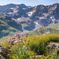 Quelques fleurs de montagne