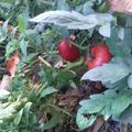 Récolte des tomates sur compost