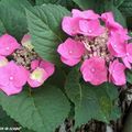 Hortensias