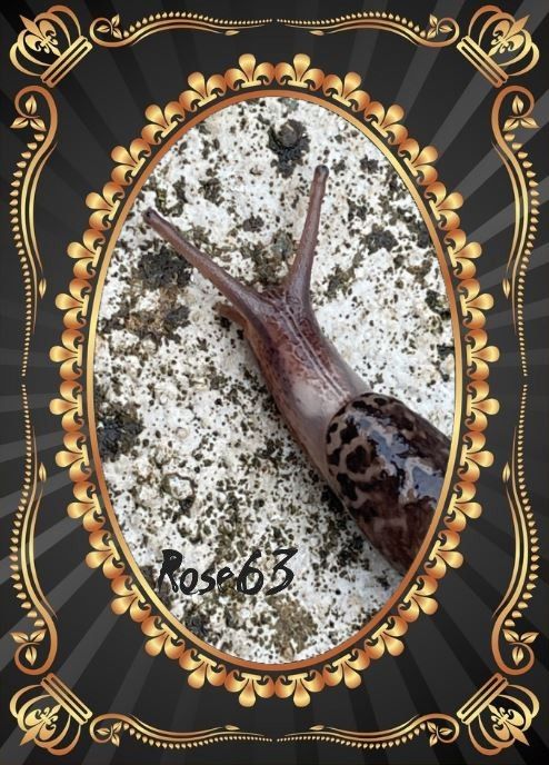 Lundi 29 sept 2025 un bol d'air au jardin c'était le 25 sept 2025 Mon diapo s'en suit 