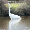 Salines de Porto-Vecchio: Après les grandes eaux.