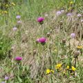 Le bonheur est dans le pré - 5