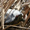 Tortue de Floride observer sur l'étang de Saint Cucufa (92)