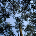 La forêt des Landes de Gascogne menacée par le nématode du pin