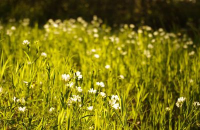 c'est le printemps !