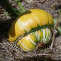 COURGETTES ET COURGES