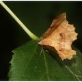  L'Ennomos lunaire ou croissant :  Selenia lunaria