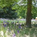 Critérium de l'Iris - Parc Floral  Orléans - 45 Loiret 
