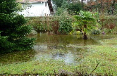 Le jardin sous l'eau