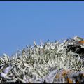 Lichen sur la côte sauvage