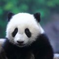 Long Long, six-month-old  baby panda in China's Guangdong province