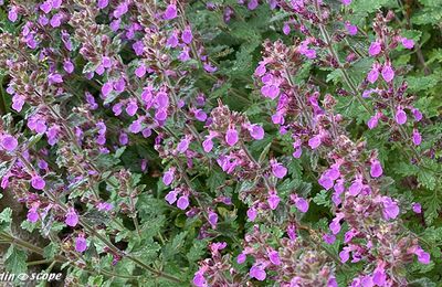 Le Teucrium, une plante très résistante au sec et à la chaleur