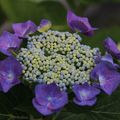 Couronne d'hortensias pour mon jardin