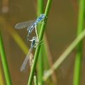 agrion ....accouplement