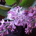 Bouquet de lilas