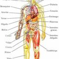 Partes del cuerpo