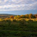 Les couleurs arrivent lentement