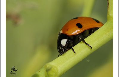 Jolie coccinelle ....