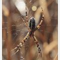 Argiope du matin